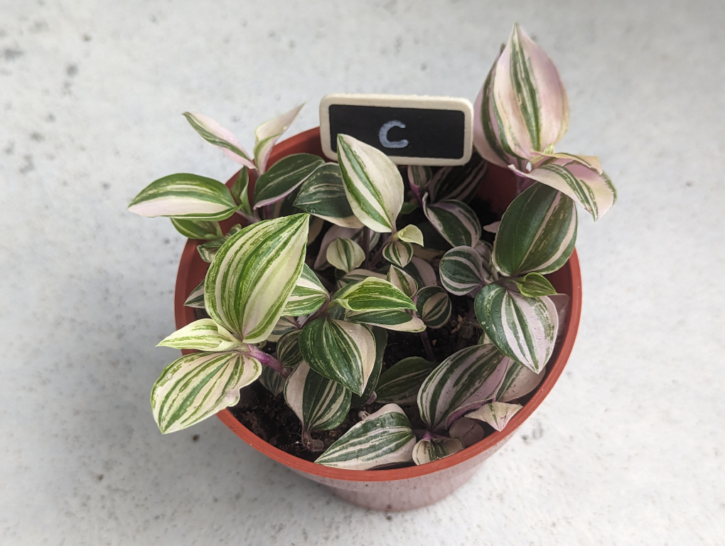 Tradescantia Tricolor Wandering Jew image indicator(5)
