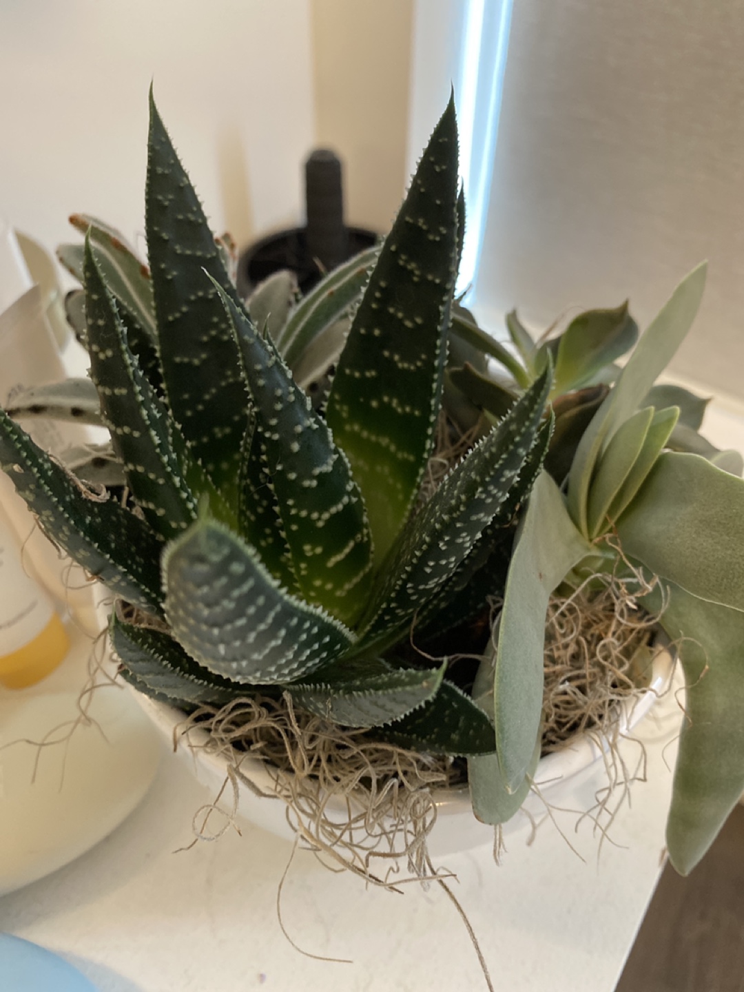 Succulent planter - small - photo 2