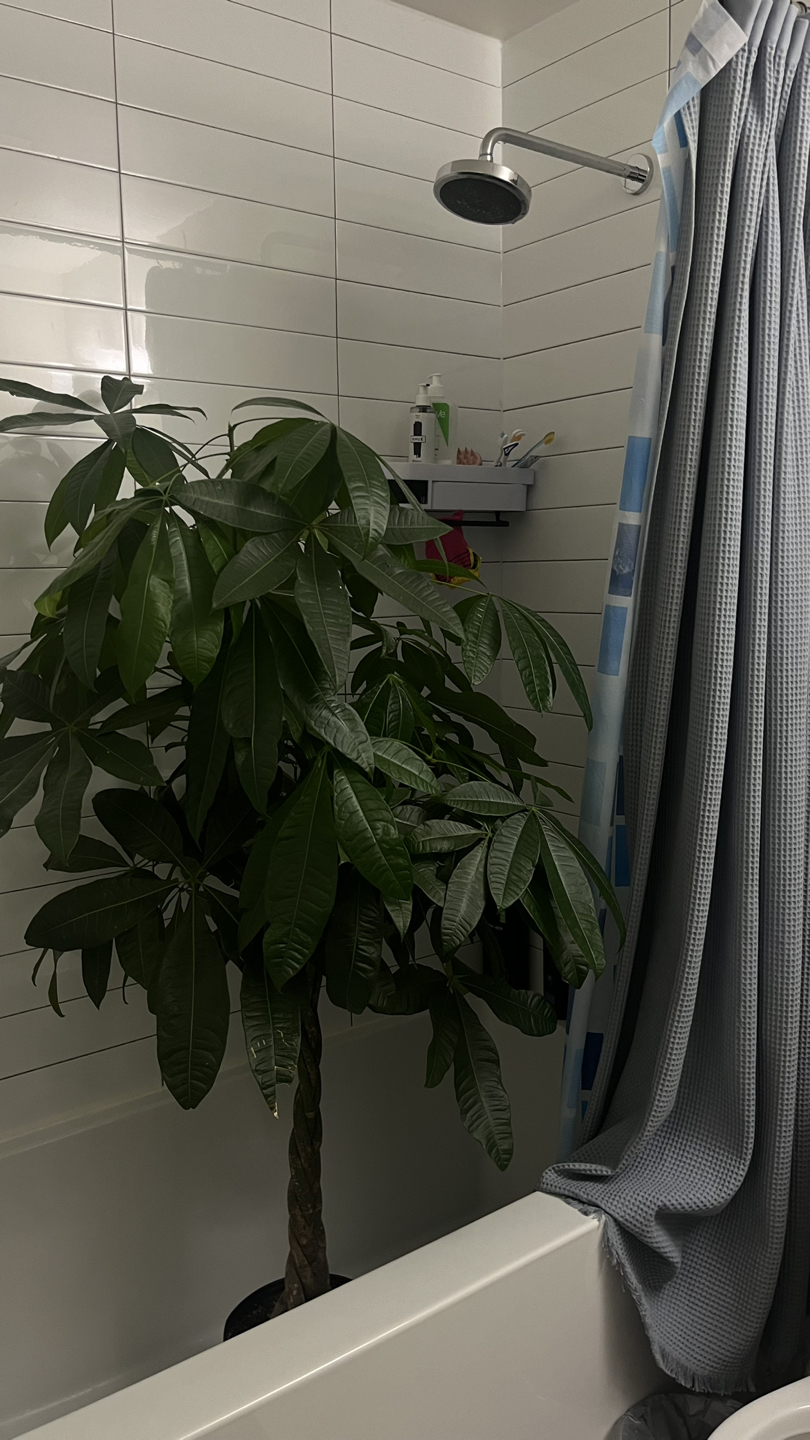 MOVING SALE Money tree or Pachira Aquatica thumbnail