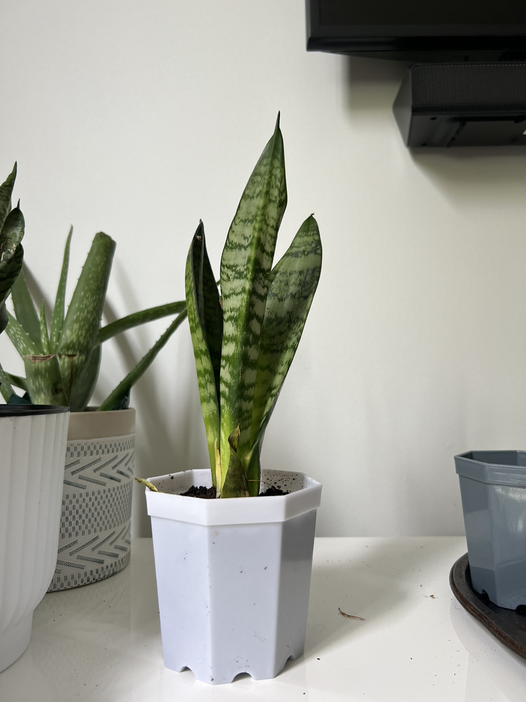 Snake plants - photo 4