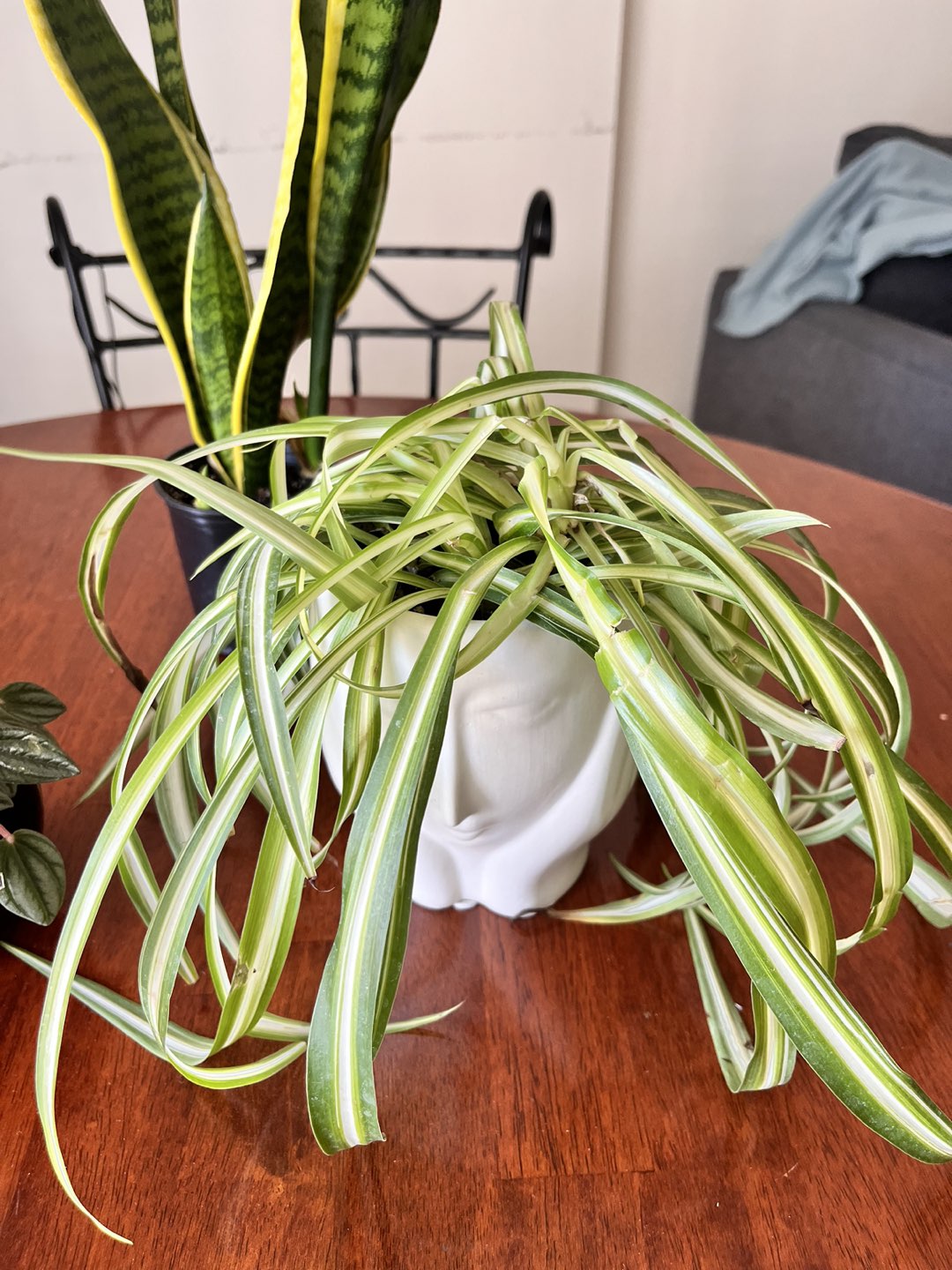 Indoor plants for sale - 3 in nos - photo 2