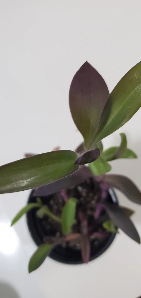 Purple Plant image indicator(2)