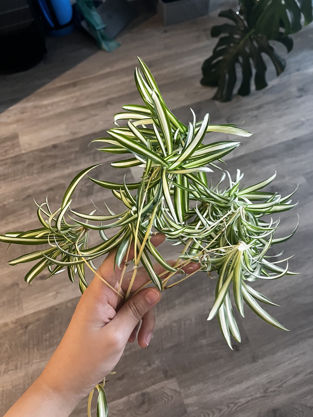 Healthy spider plant babies thumbnail