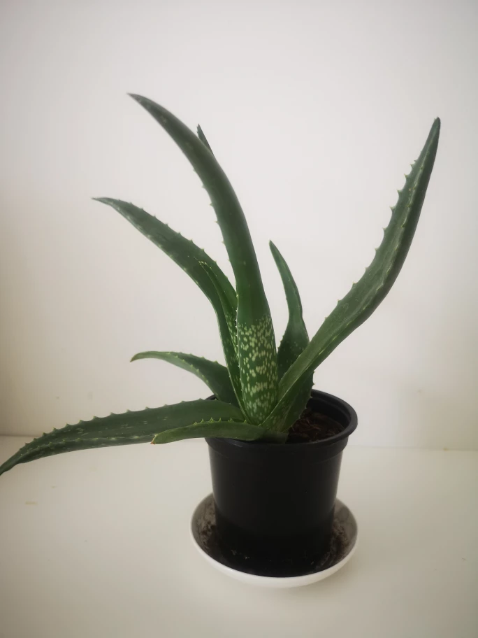 Aloe Vera #freecycle - photo 2