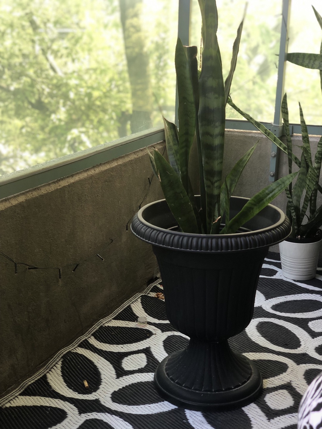 Snake plant with urn image indicator(2)