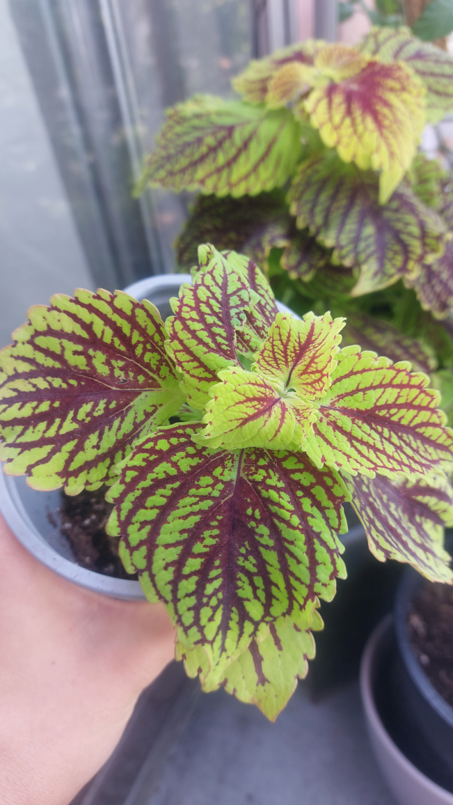 Coleus