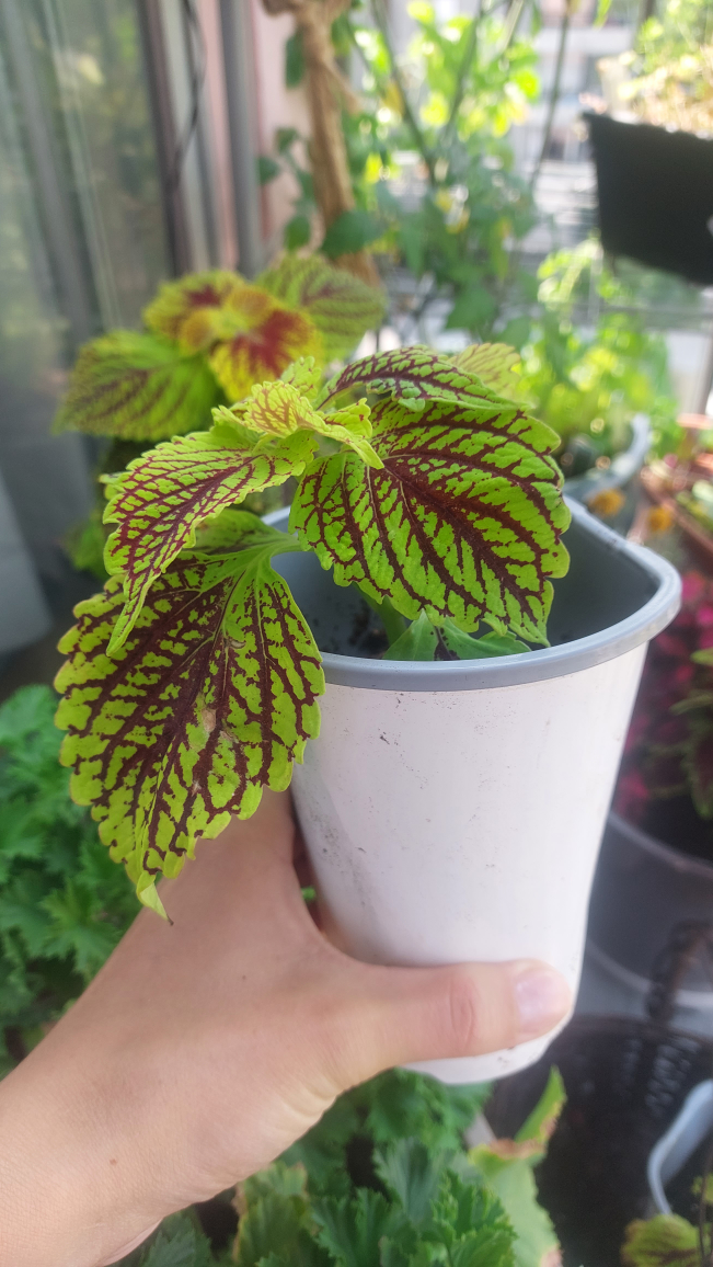 Coleus - photo 3