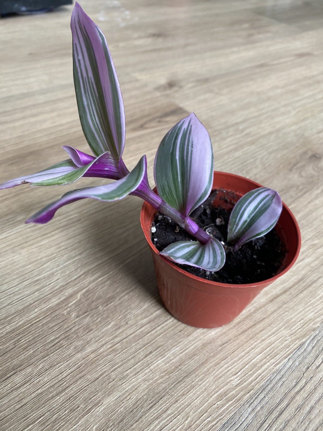 Tradescantia Nanouk