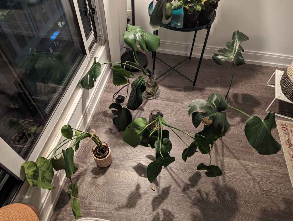 a bunch of Monstera plants thumbnail
