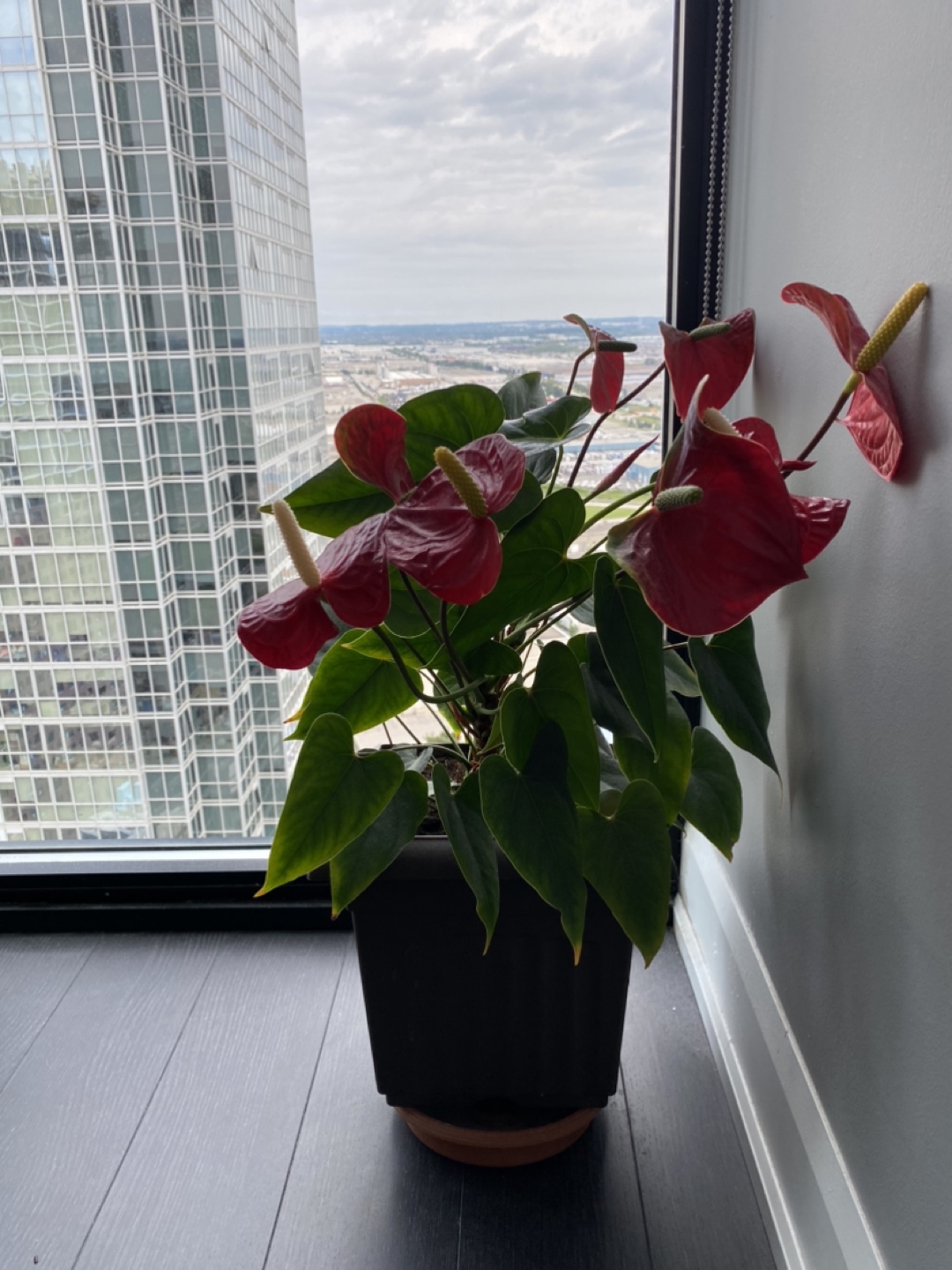 Anthurium