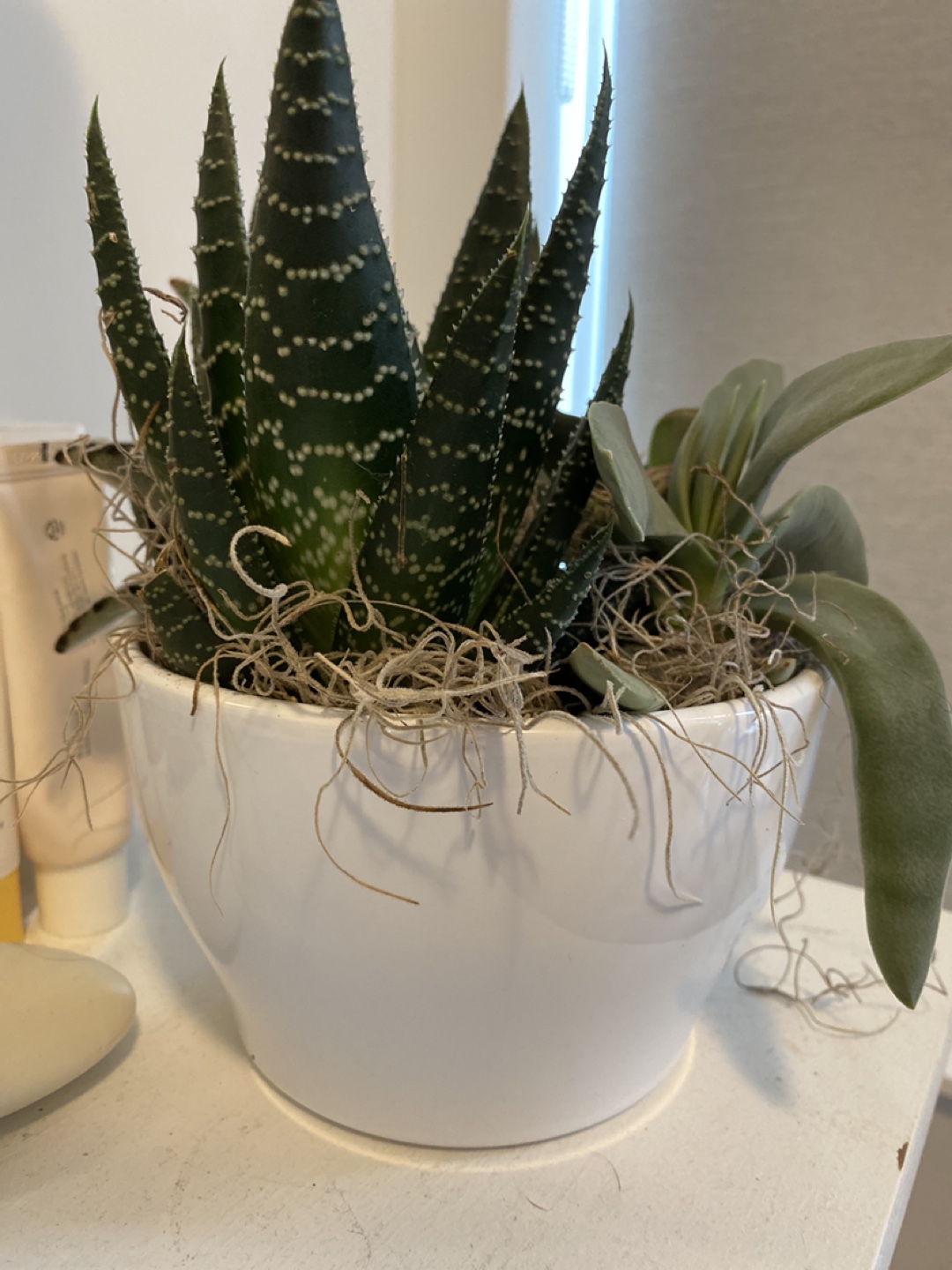 Succulent planter - small - photo 3