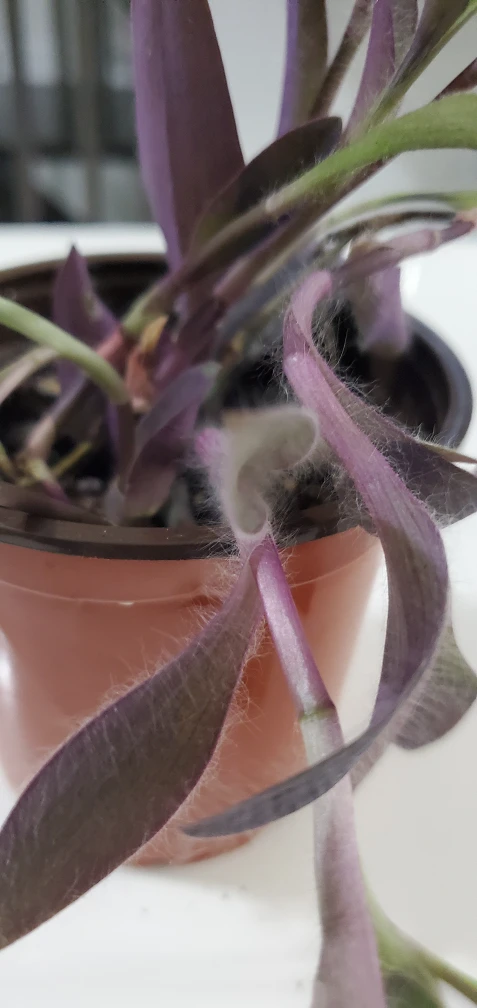 Purple Plant image indicator(2)