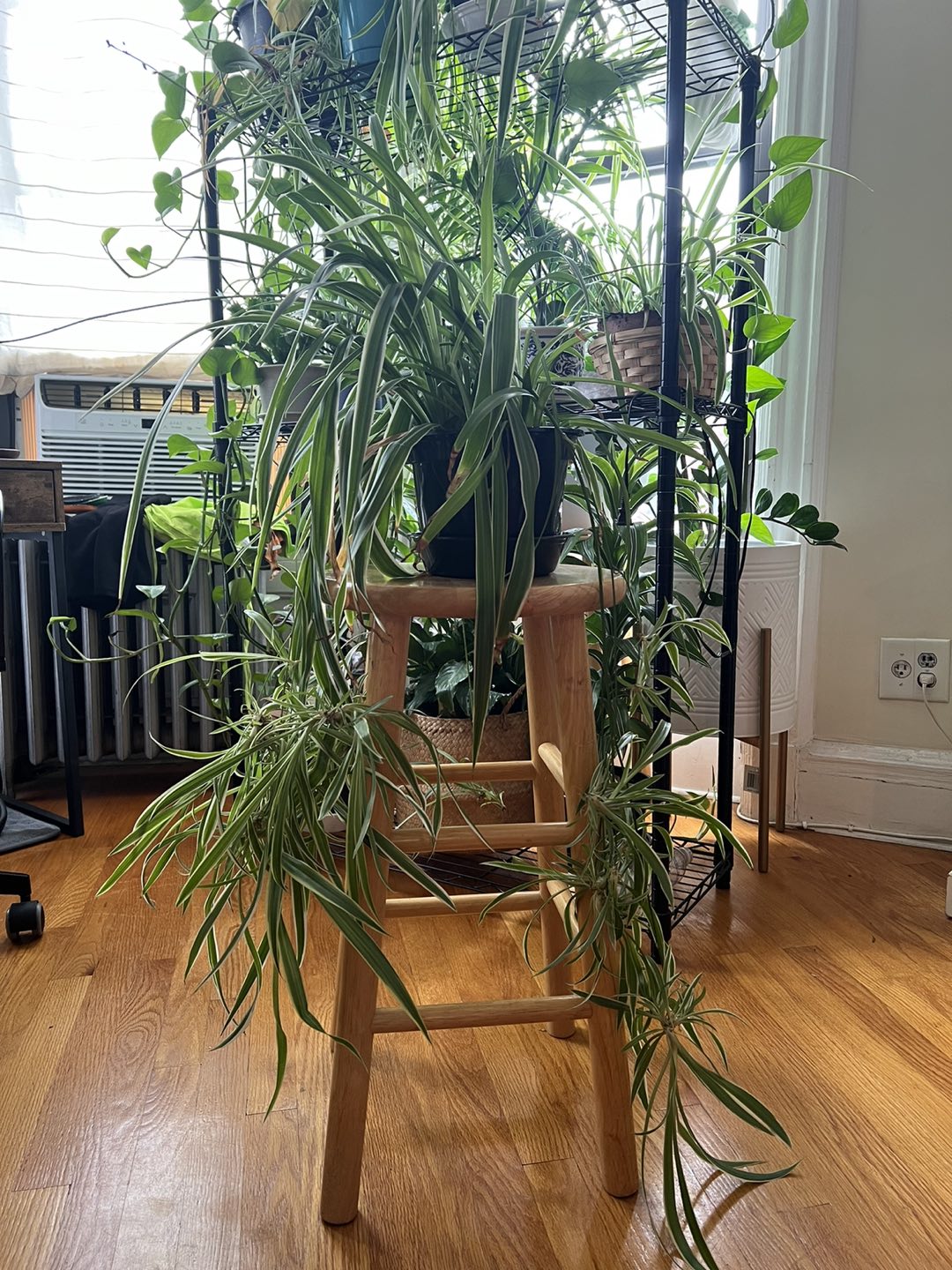 Spider plants