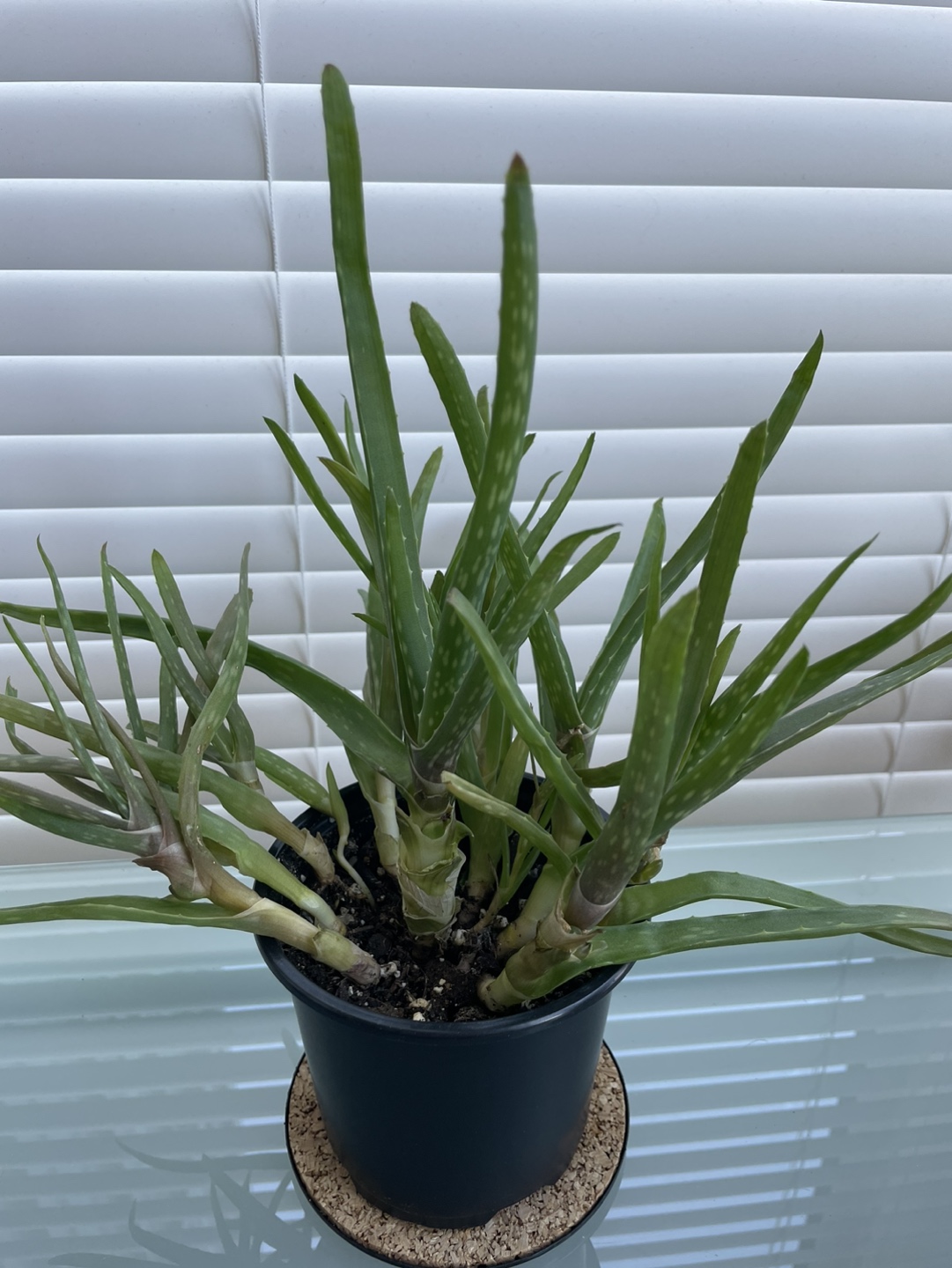 Aloe Vera Plant thumbnail