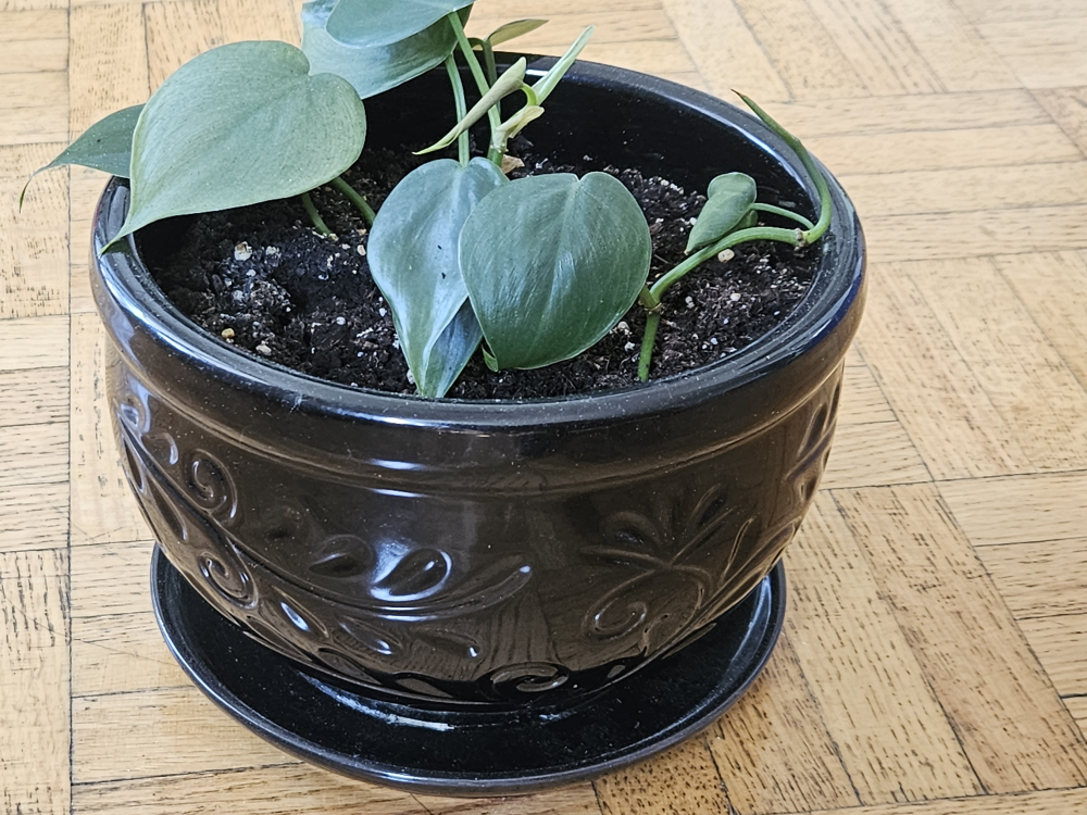 pothos pot with 2 plants