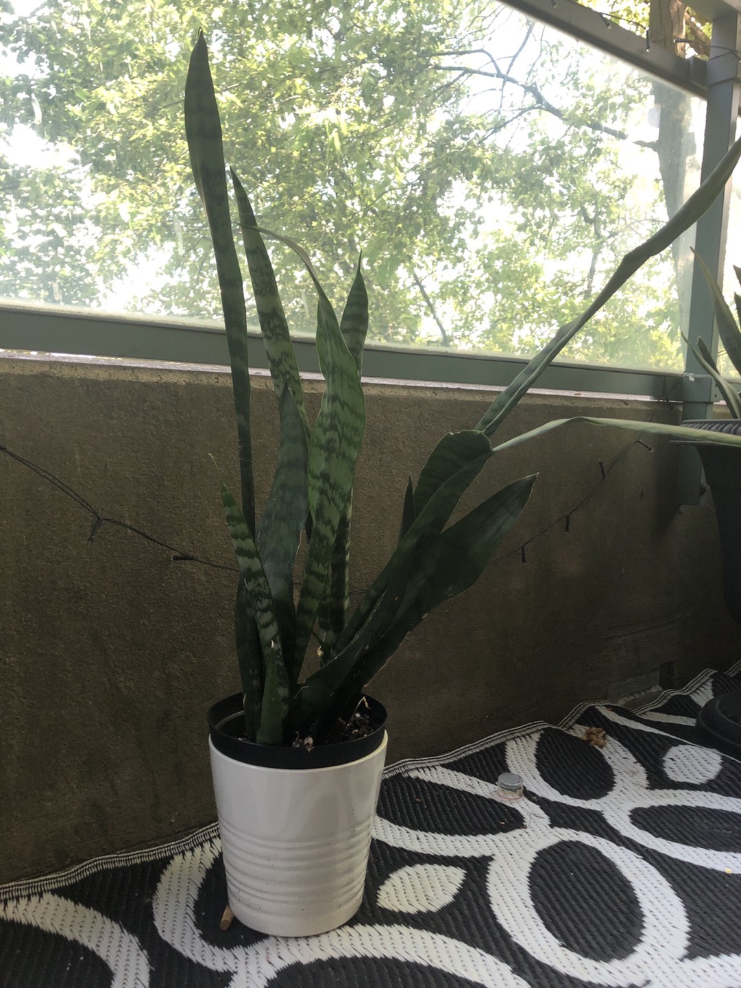 Snake plant for now or never image indicator(5)