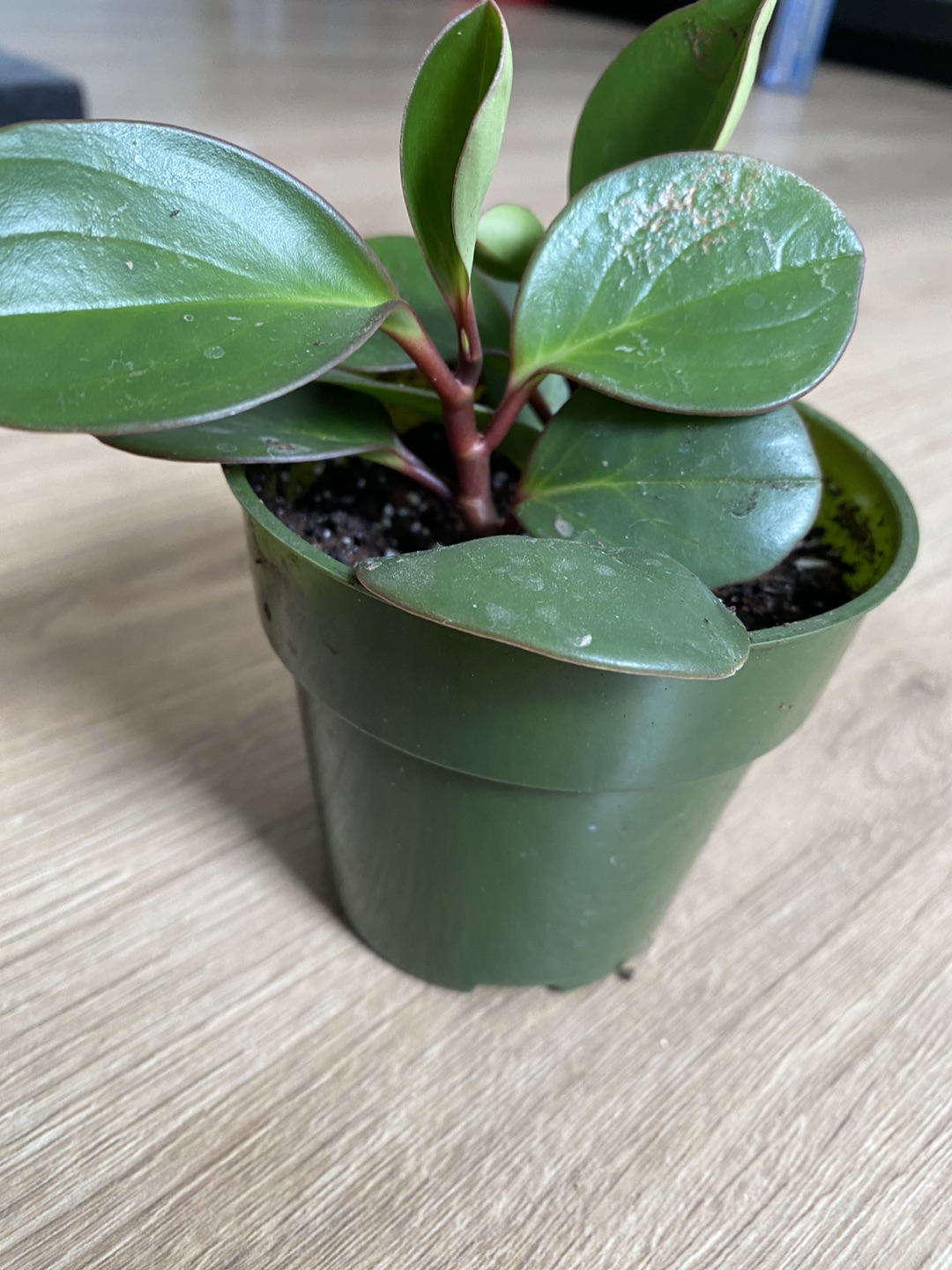 2 Pepperomia bundle - photo 4