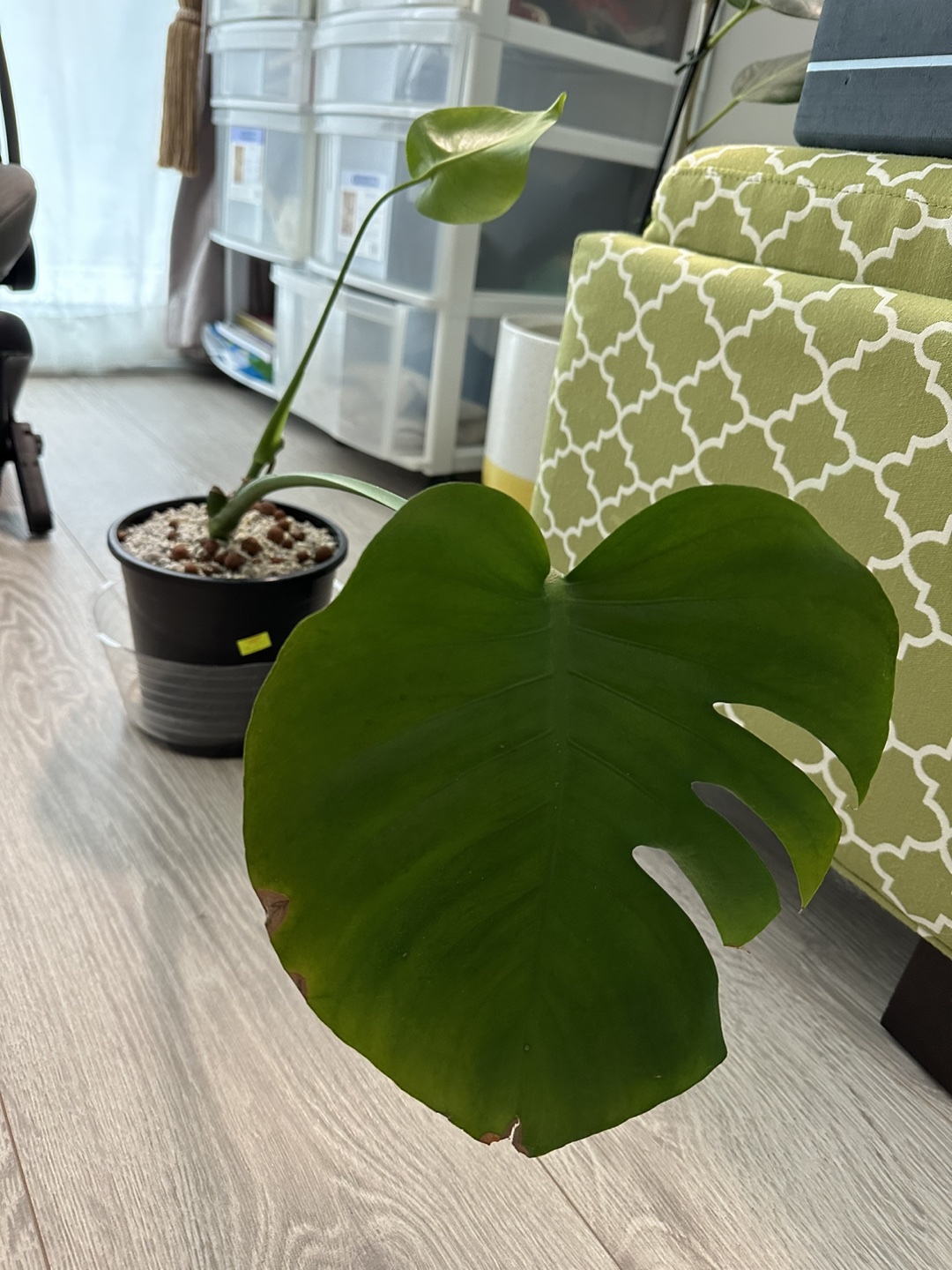 Water-rooted monstera