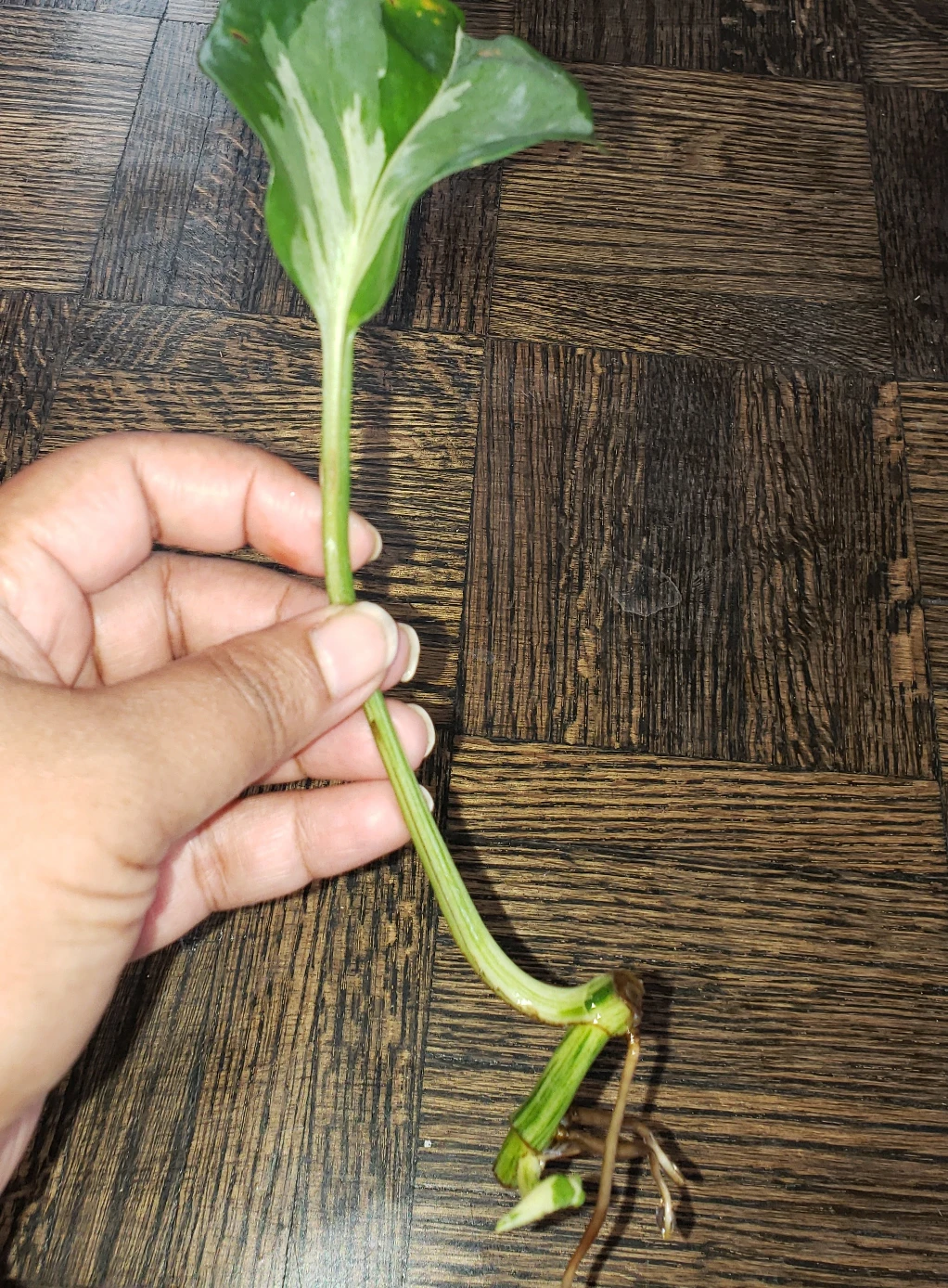 Manjula Pothos rooted cuttings - photo 2