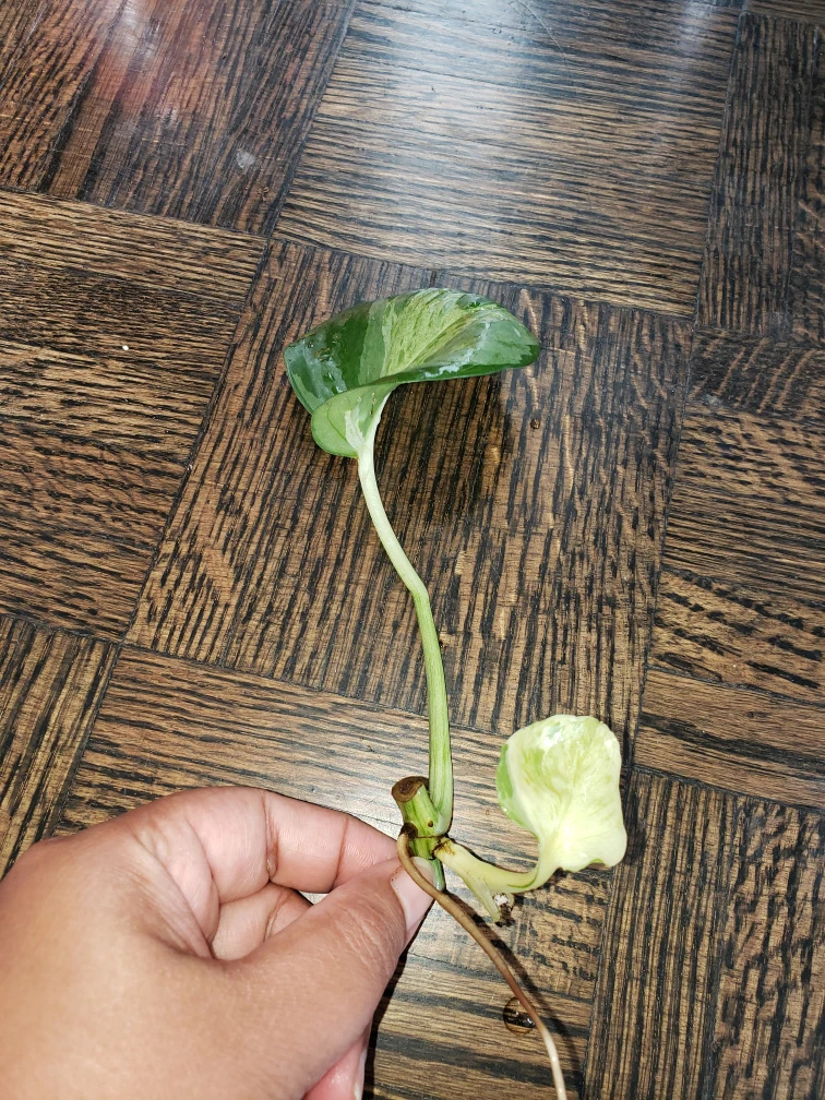 Manjula Pothos rooted cuttings - photo 4