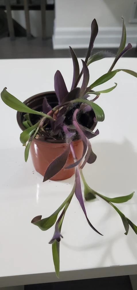 Purple Plant thumbnail