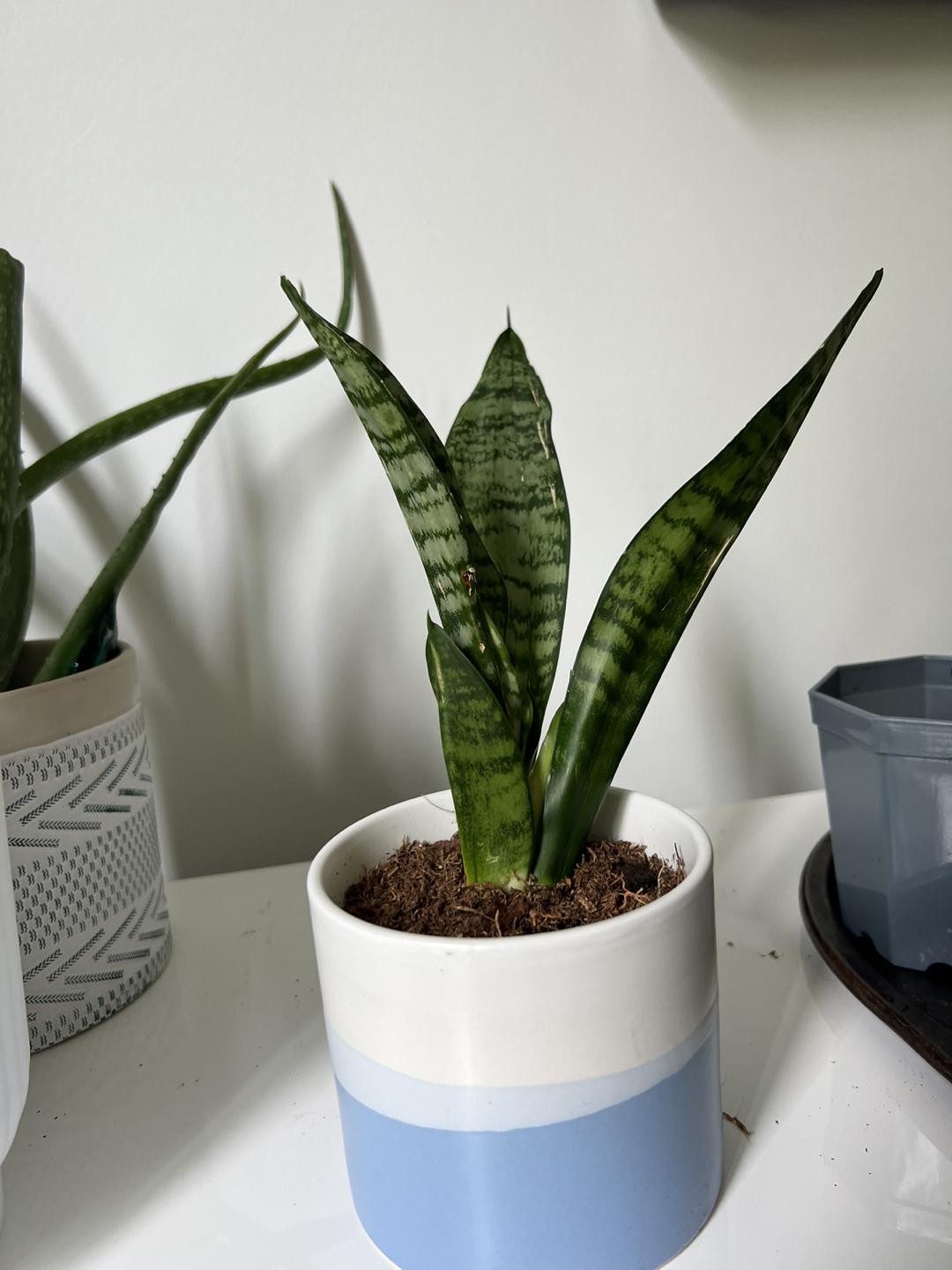 Snake plants - photo 3