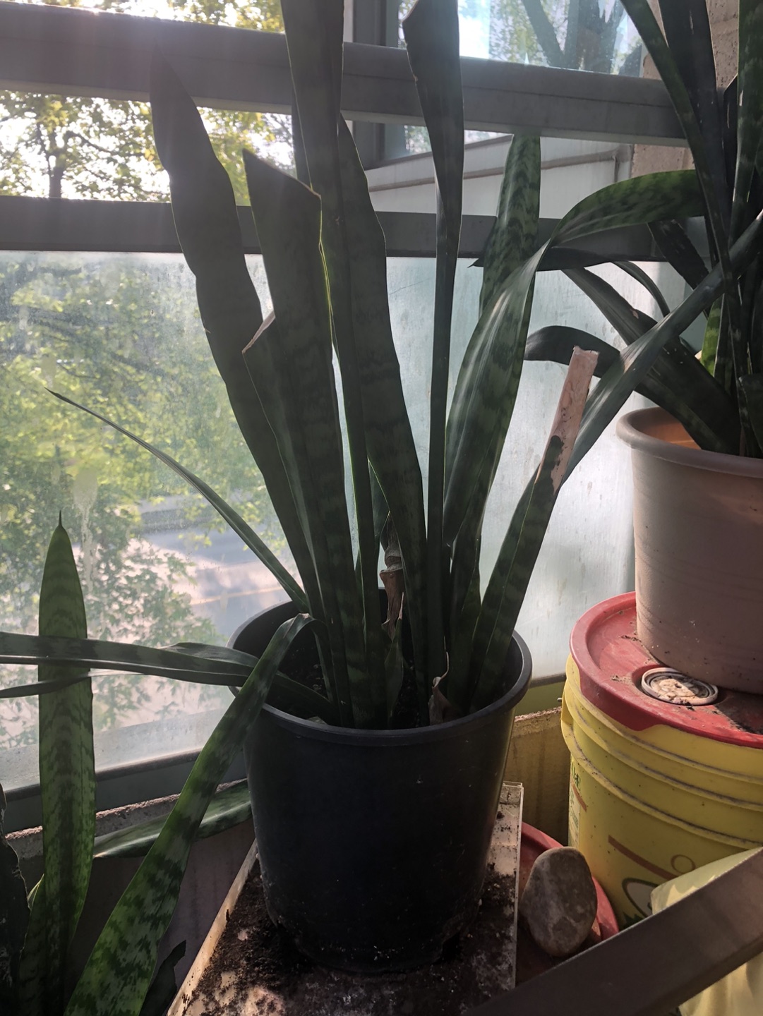 Snake plant for now or never image indicator(4)