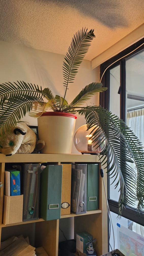 Large Cycas Plant