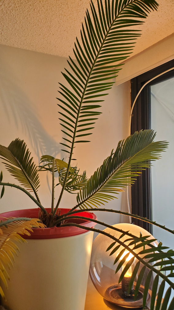 Large Cycas Plant - photo 2