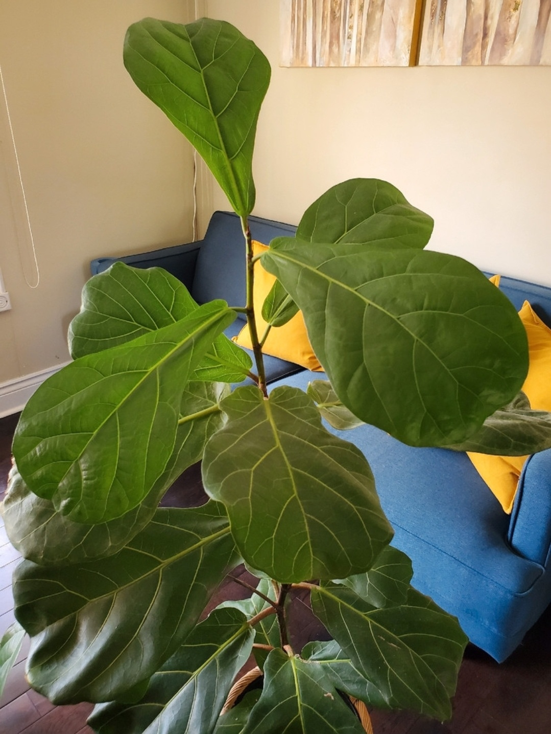 fiddle leaf fig tree thumbnail