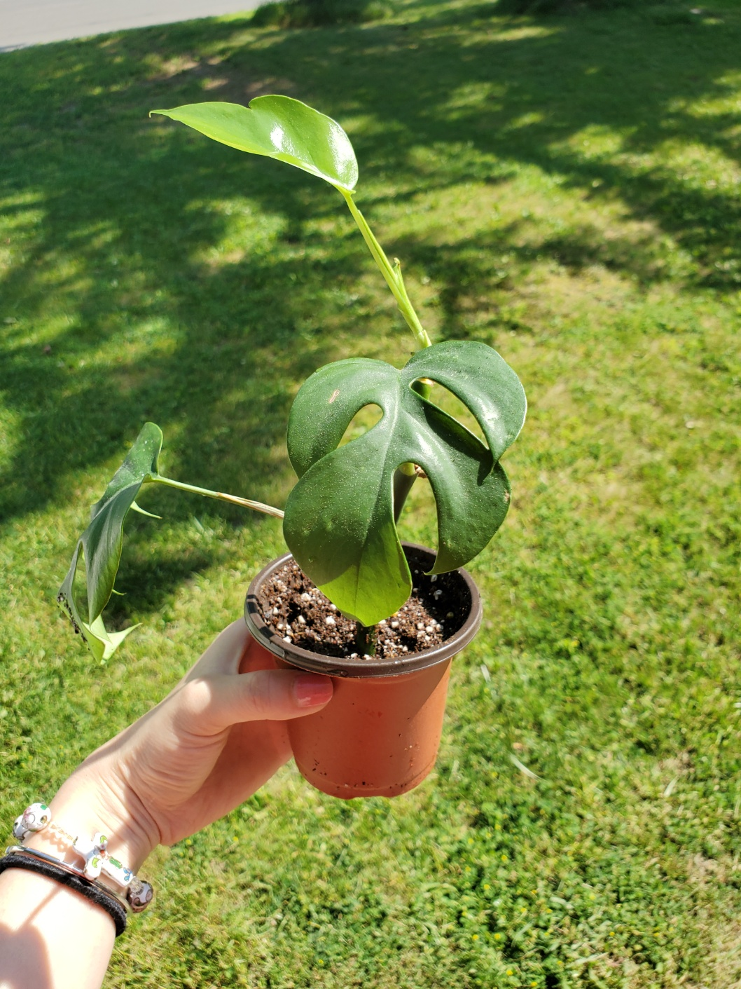 💰 mini monstera image indicator(3)