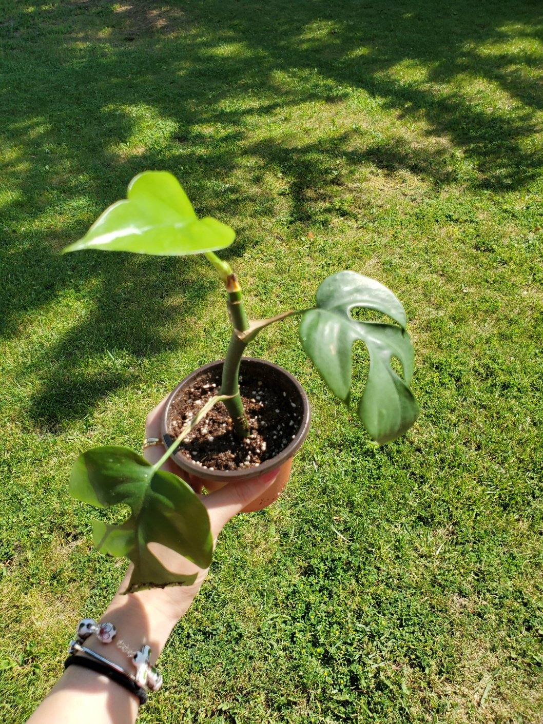 💰 mini monstera image indicator(4)