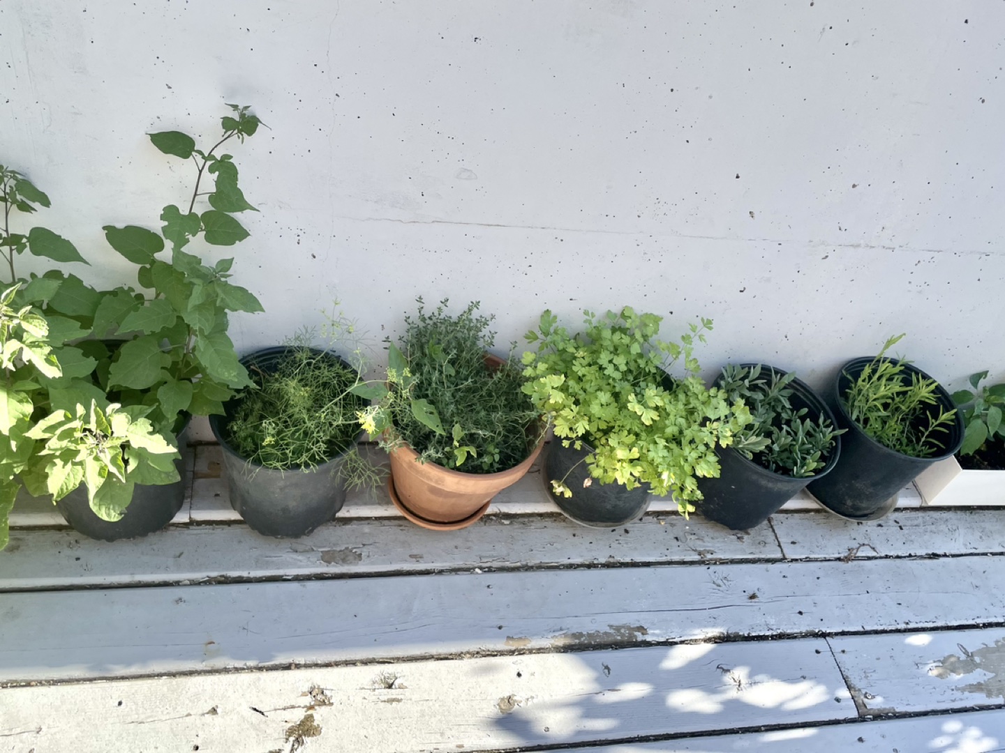 Plant sale: thyme, paper, parsley, lavender, basil, lily