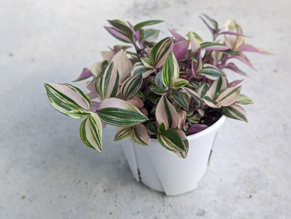 Tradescantia Tricolor Wandering Jew image indicator(2)