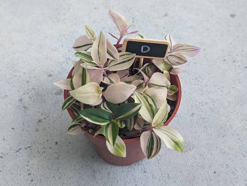 Tradescantia Tricolor Wandering Jew image indicator(6)