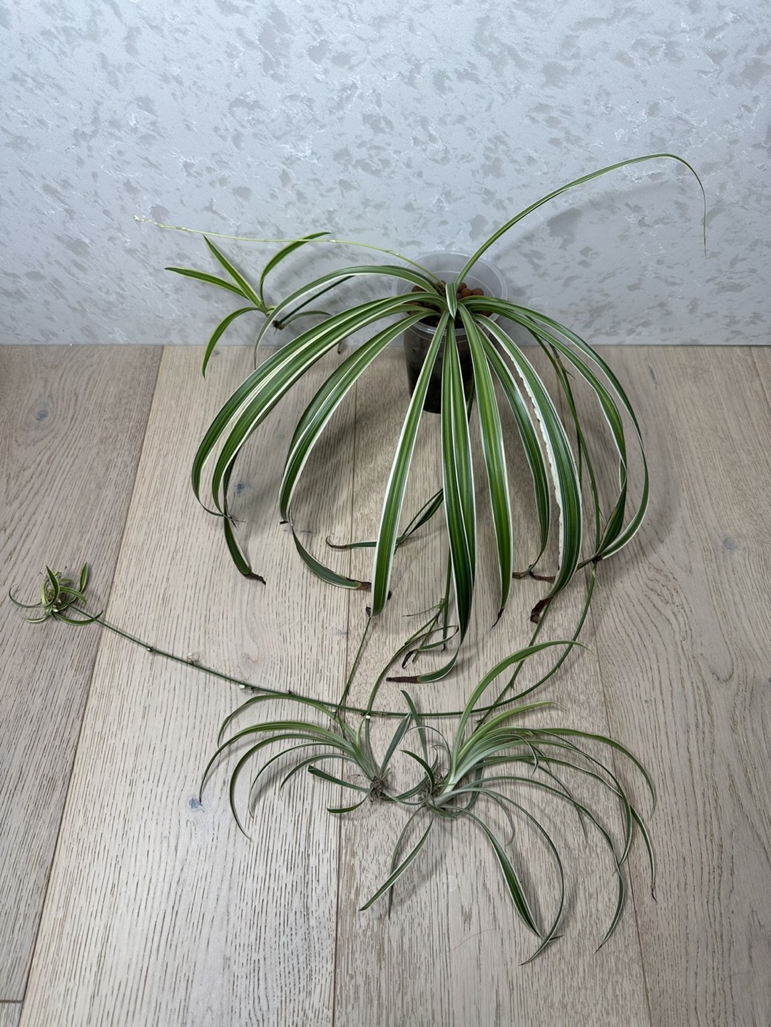 Spider plant thumbnail