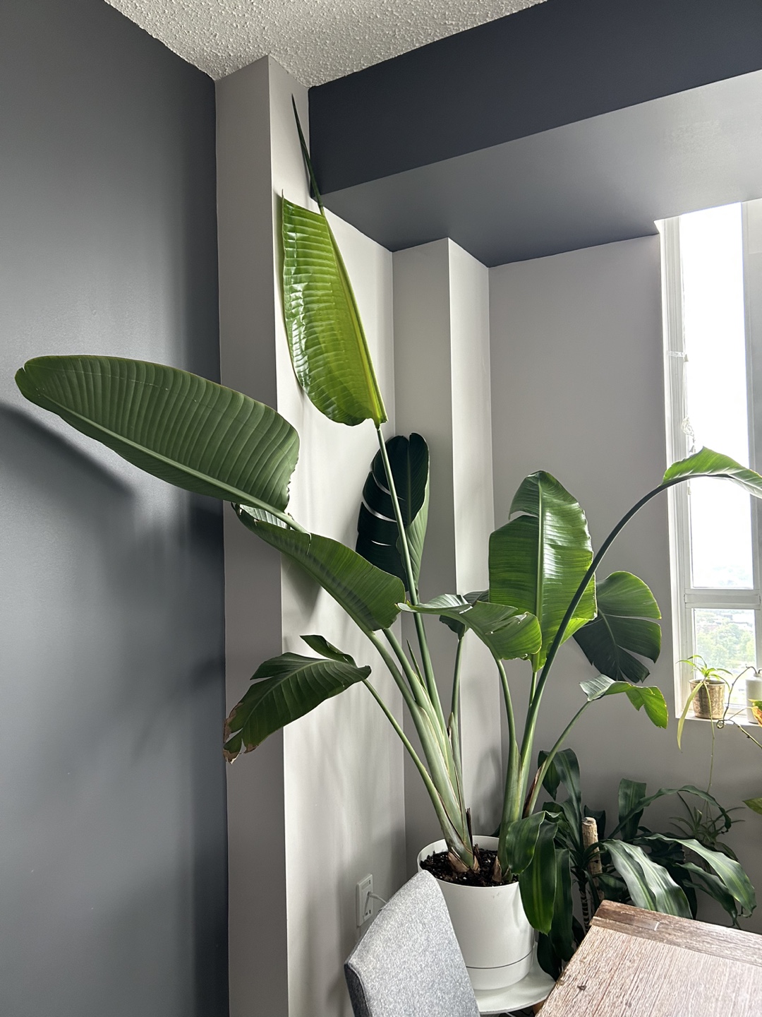 Paradise bird gorgeous plant thumbnail