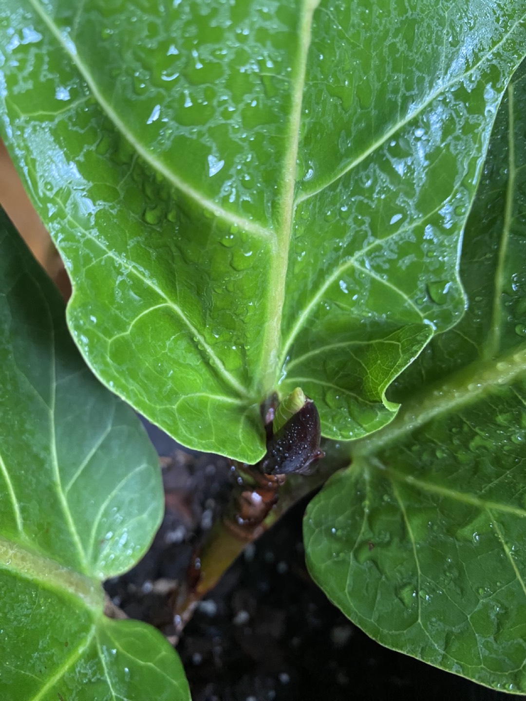 Fiddle Leaf Fig Large leaves