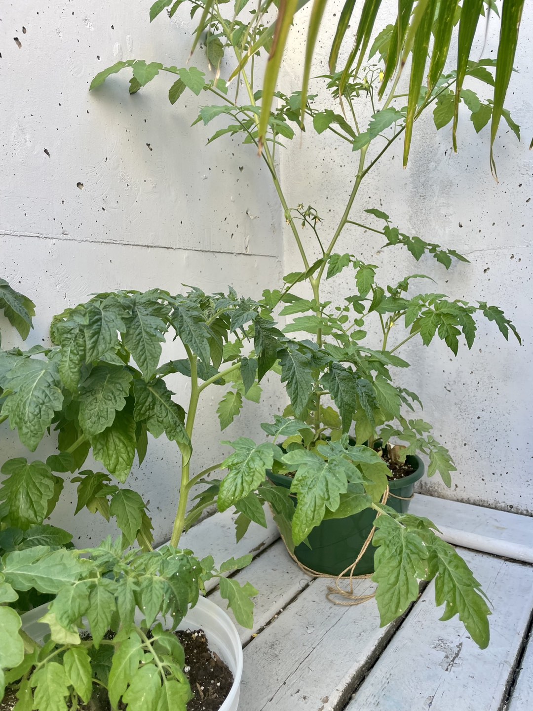 Tomatoes plants in different pots - photo 3