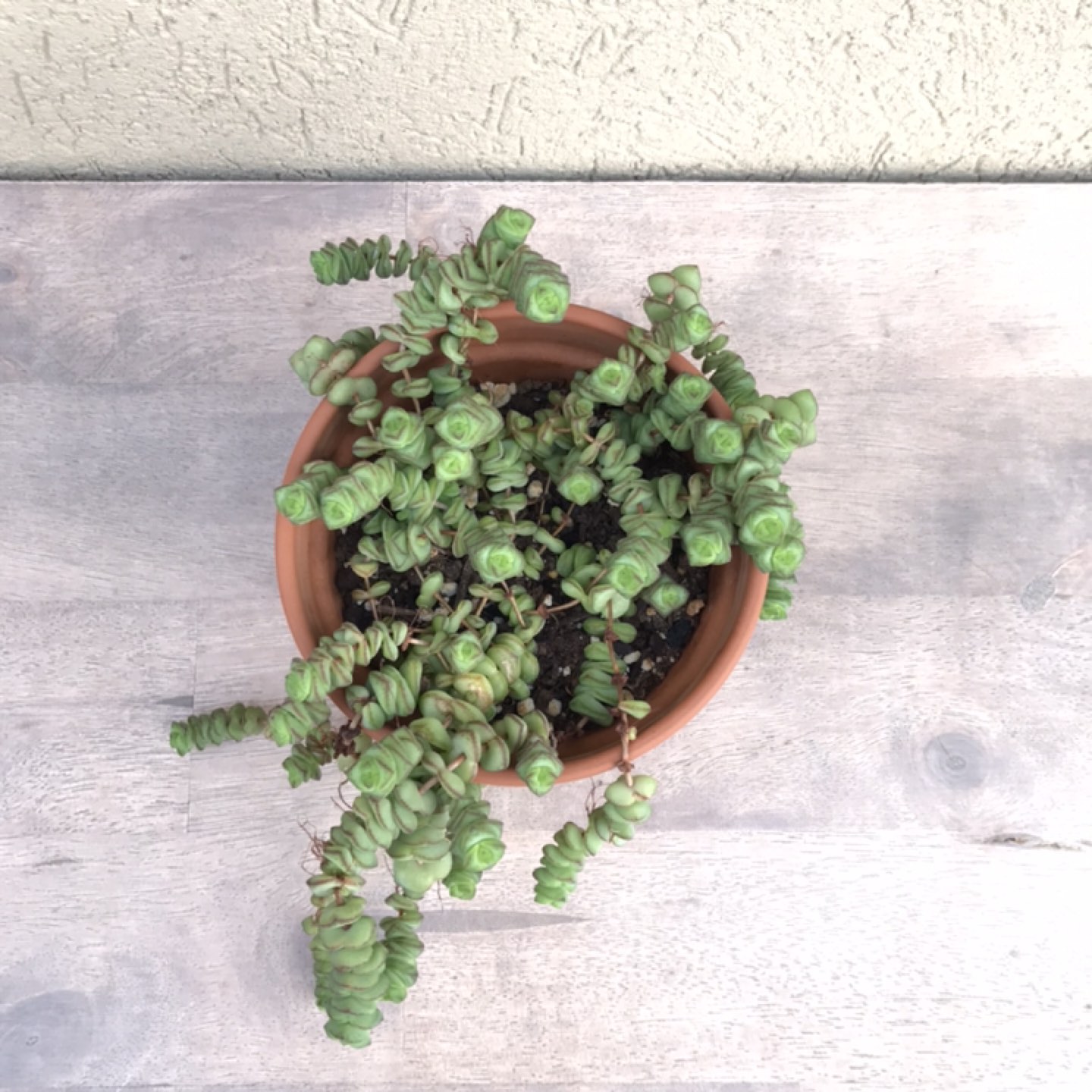 4” string of buttons image indicator(2)