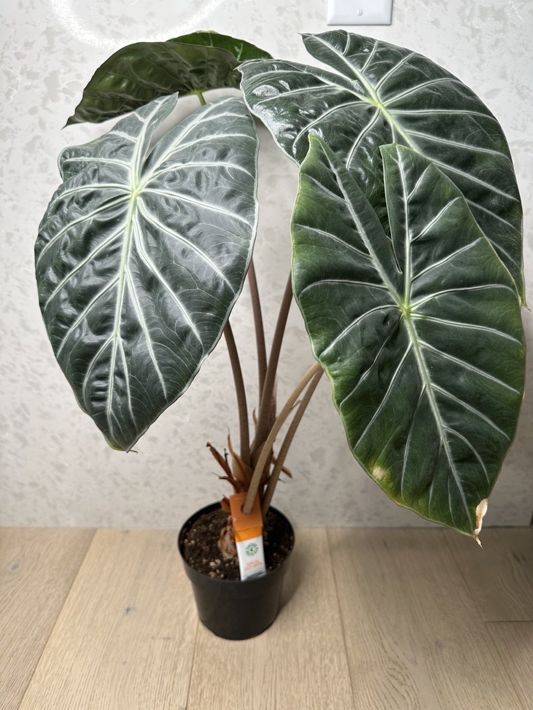 Alocasia pink dragon thumbnail