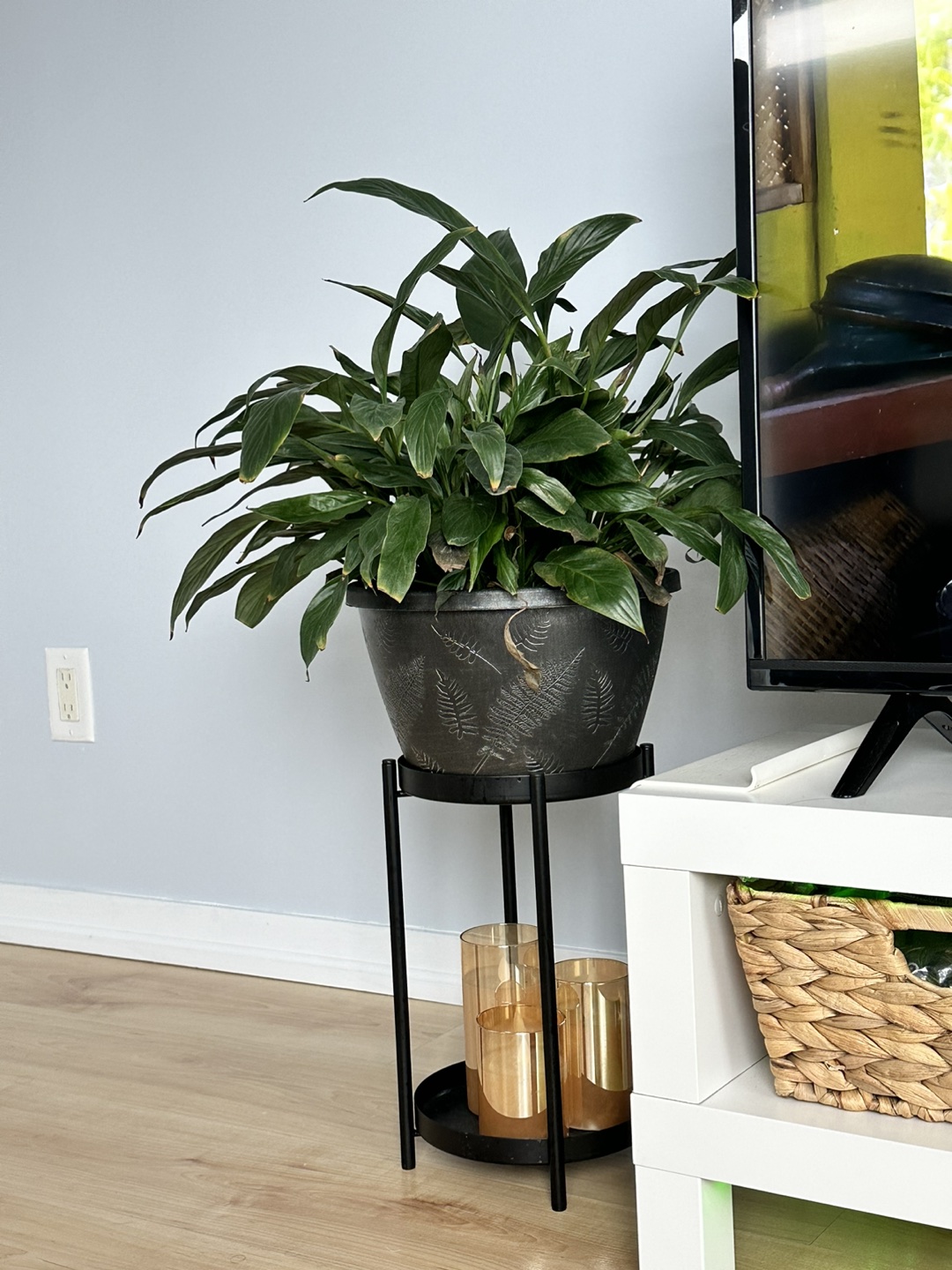 Peace Lily House Plant