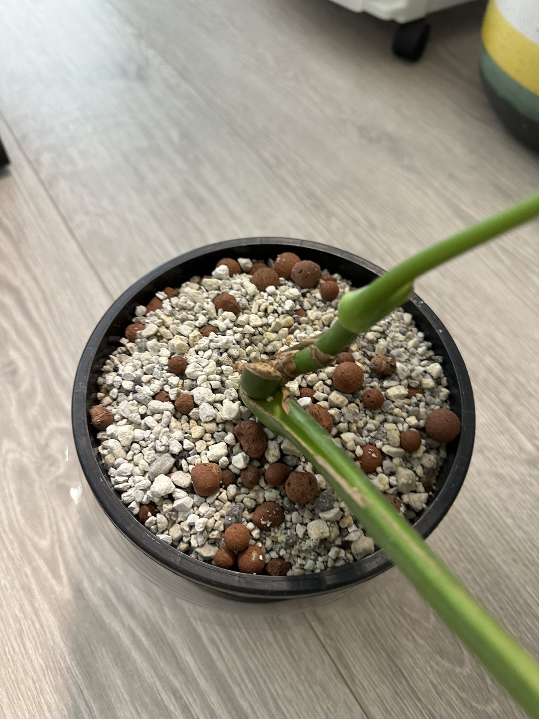 Water-rooted monstera - photo 3