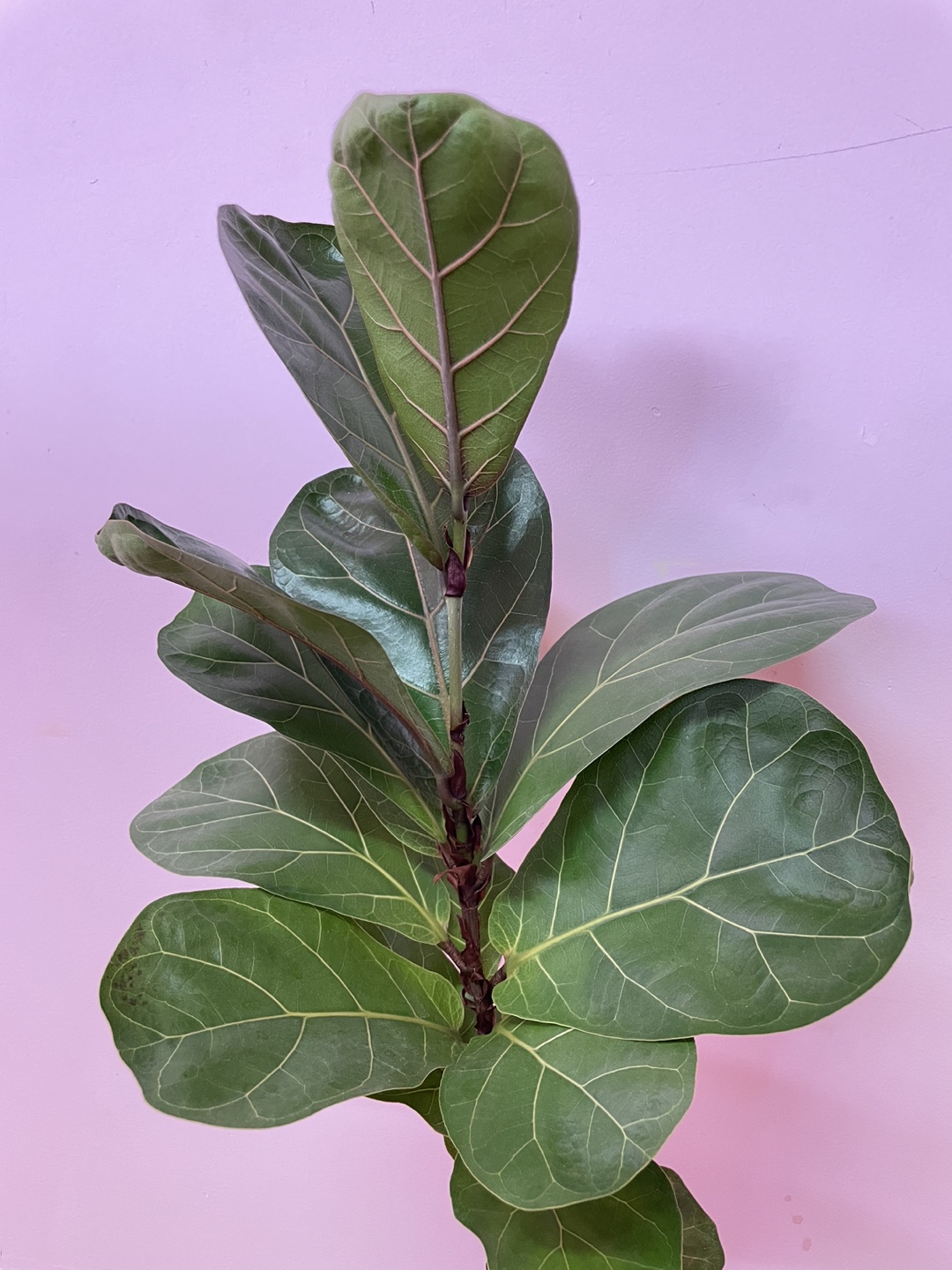 Fiddle Leaf Fig Plant - photo 4