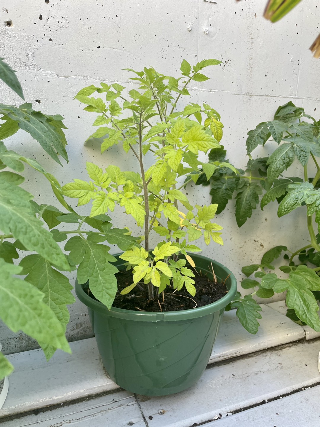 Tomatoes plants in different pots - photo 2
