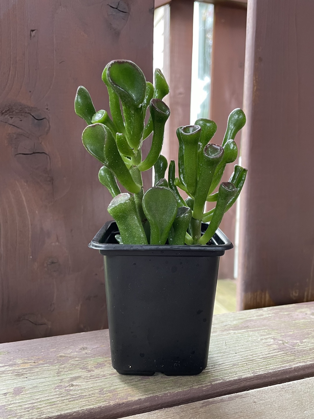 Gollum Jade Plant thumbnail