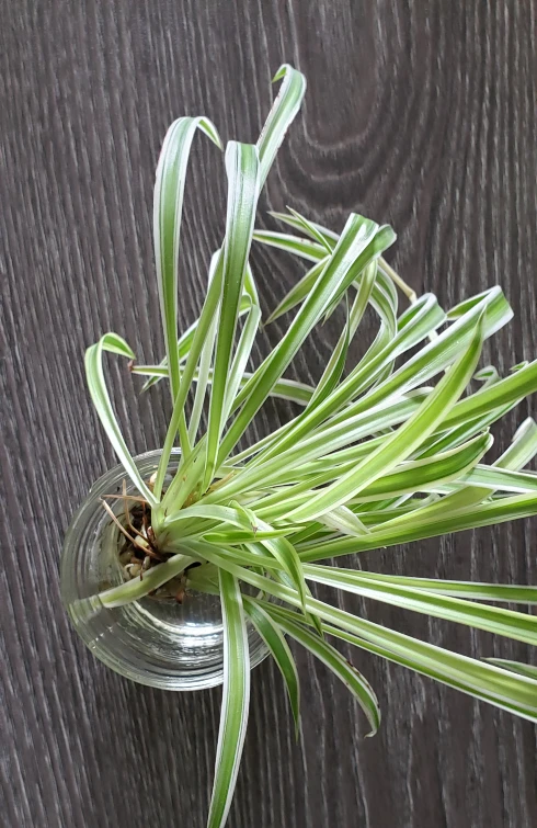 Rooted Spider Plants 