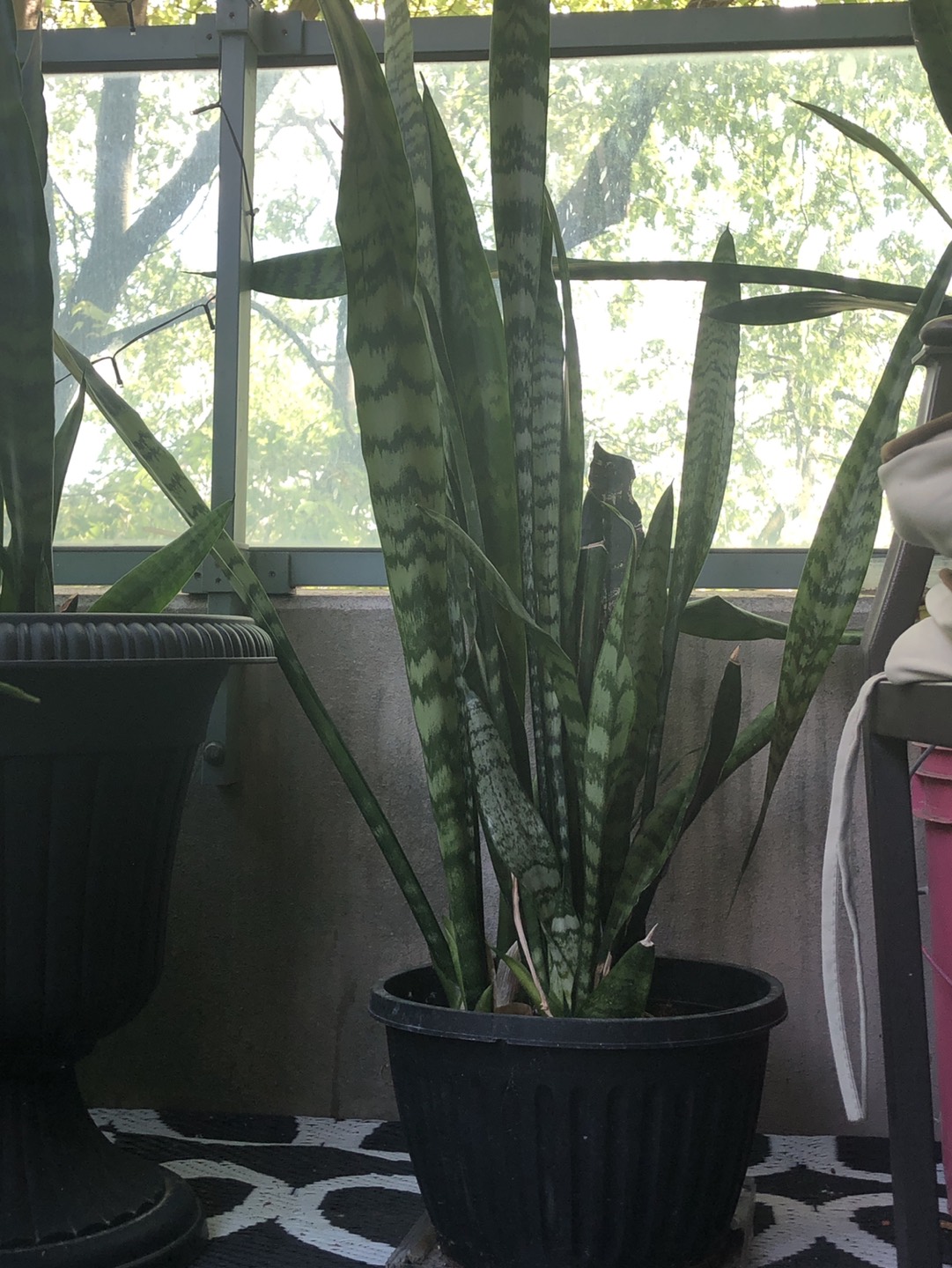 Snake plant for now or never image indicator(6)