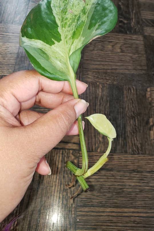 Manjula Pothos rooted cuttings - photo 3