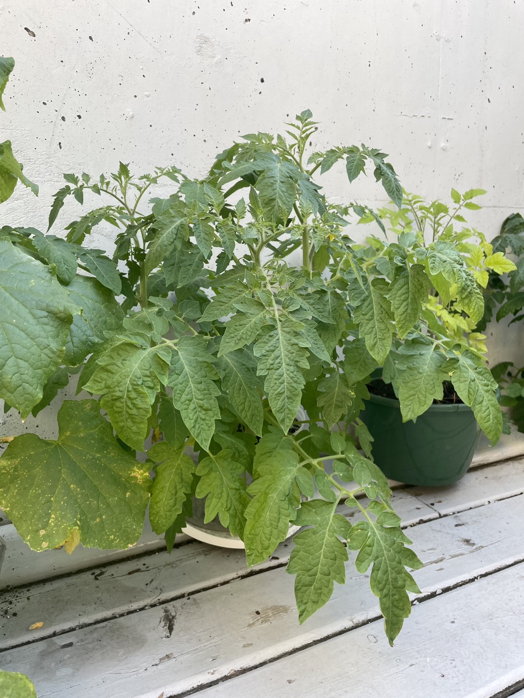 Tomatoes plants in different pots